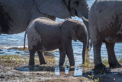 African elephant family at waterhole in forest