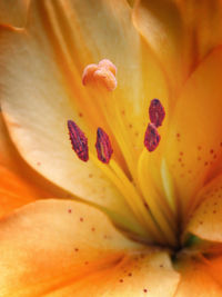 Macro shot of yellow flower