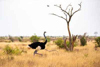 An ostrich in the landscape of the savannah in kenya