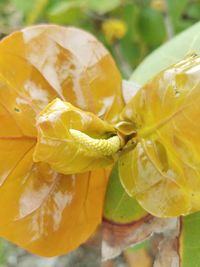 Close-up of yellow flowering plant