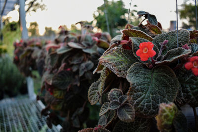 Close-up of red flowering plant