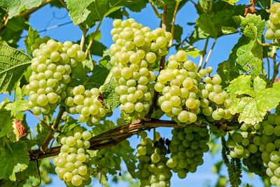 Close-up of grapes growing on tree