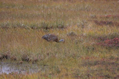 View of a bird on field