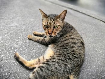 Portrait of tabby cat