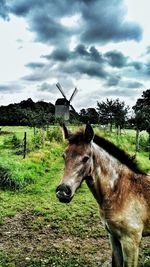 Horse standing on field against sky