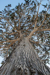 Low angle view of trees against sky