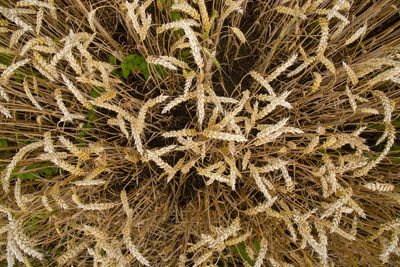 Full frame shot of plants