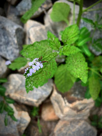 High angle view of purple flowering plant