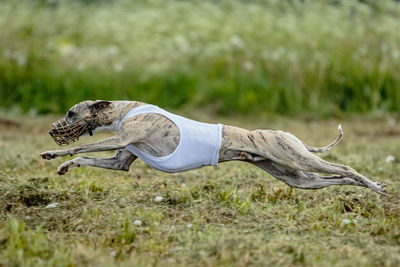 Whippet dog in white shirt running and chasing lure in the field on coursing competition