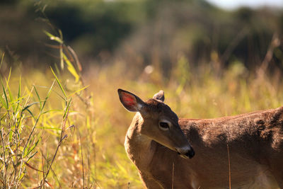 White-tailed deer odocoileus virginianus forages for clover in the wetland 