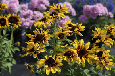 Yellow and brown rudbeckia flowers with pink blossoms in background