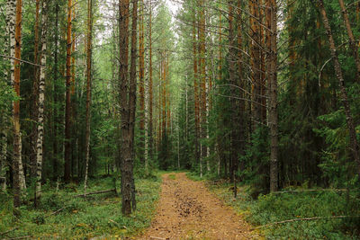 Panoramic shot of trees growing in forest