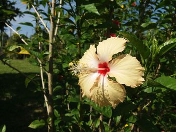 Close-up of white flower