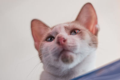 Close-up portrait of a cat