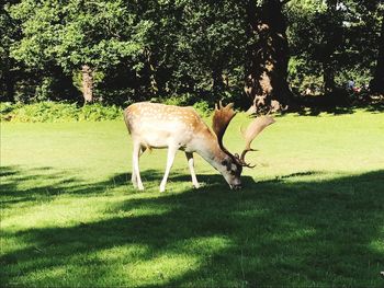 Horse grazing on field