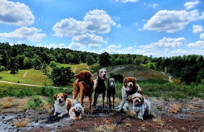 View of dogs on field against sky