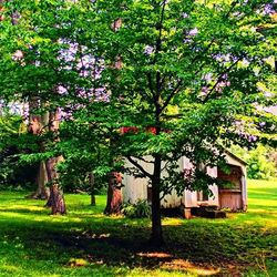 Trees growing on grassy field