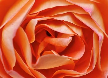 Full frame shot of orange rose