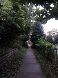 Empty footpath amidst trees in forest