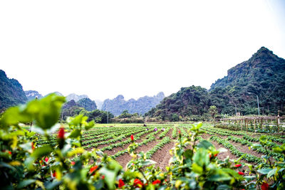 Scenic view of agricultural field against clear sky