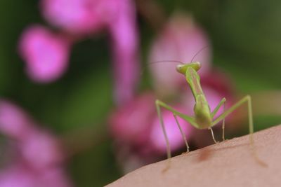 Close-up of insect on flower