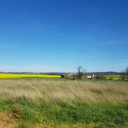 Scenic view of agricultural field against blue sky