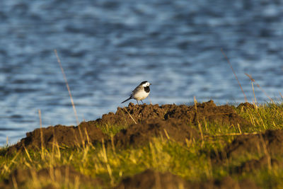 Bird perching on a lake