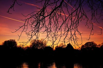 Silhouette of trees at sunset