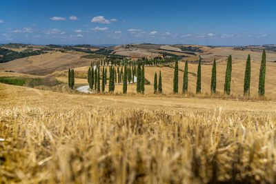 Scenic view of wheat field against sky