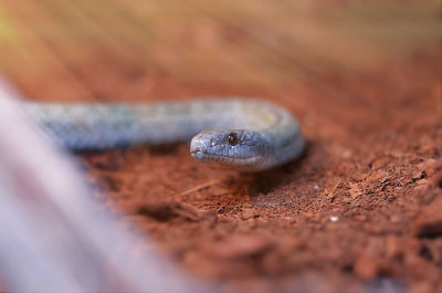 Close-up of lizard on sand