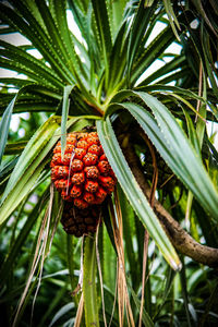 Close-up of red berries on plant