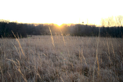 Scenic view of field against sky during sunset