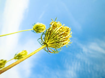 Low angle view of green flowering plants against sky