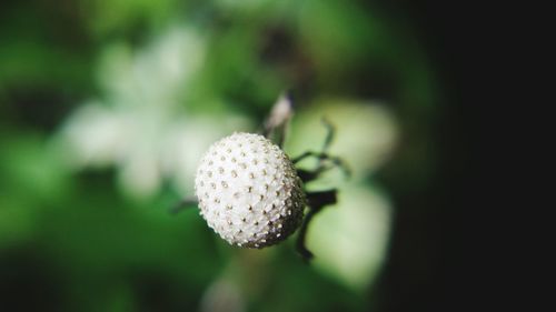 Close-up of flower bud growing on field