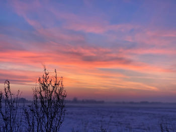 Silhouette plants against orange sky during winter