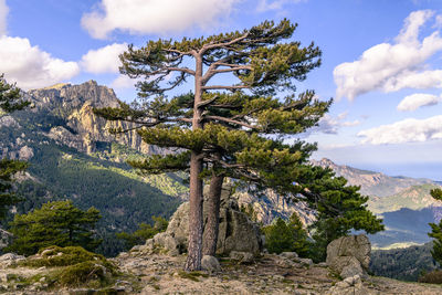 Trees on landscape against sky