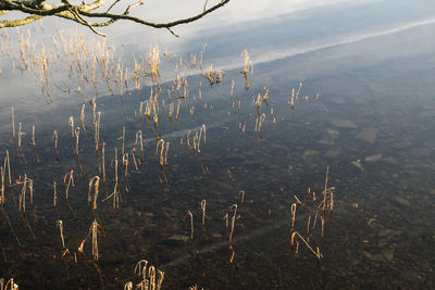 High angle view of trees on field against sky