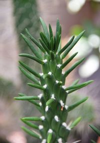 Close-up of succulent plant