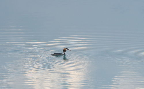 Bird swimming in lake