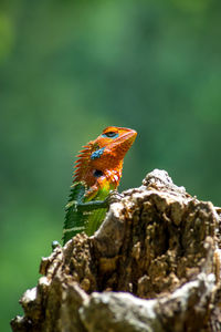 Close-up of an isolated orange and green lizard on a tree stump. ella, sri lanka. blurred background