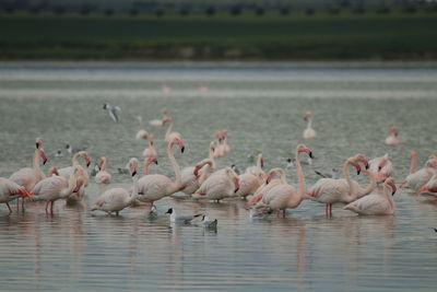 Birds in lake