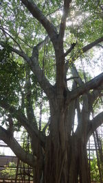 Low angle view of trees in forest