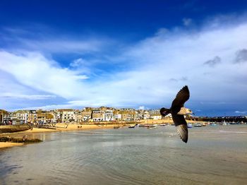 Bird on beach by city against sky