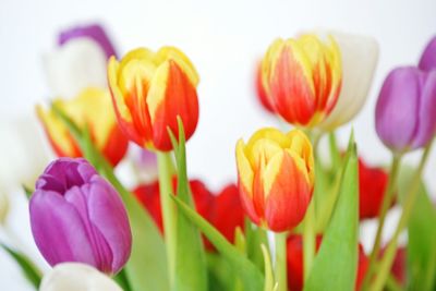 Close-up of tulips