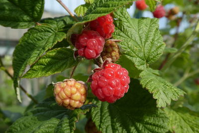 Close-up of strawberries on tree