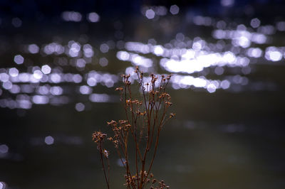 Close-up of illuminated plant at night