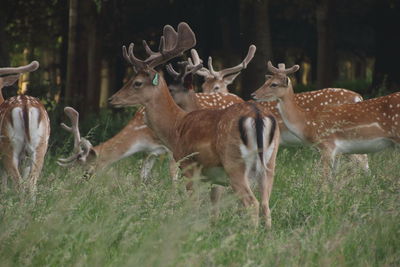 Deer on field