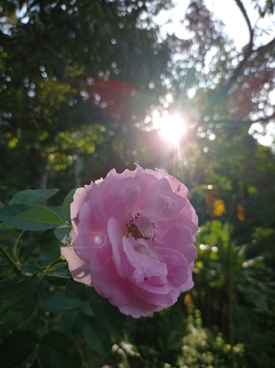 plant, flower, flowering plant, beauty in nature, freshness, pink, nature, petal, growth, flower head, rose, sunlight, inflorescence, fragility, close-up, tree, lens flare, blossom, plant part, no people, outdoors, sunbeam, leaf, focus on foreground, day, garden roses, springtime
