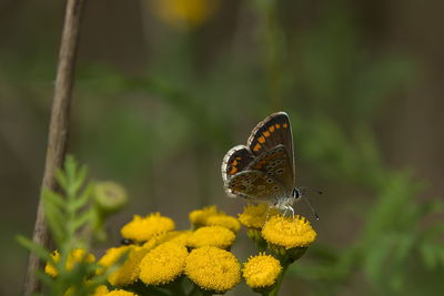 animal wildlife