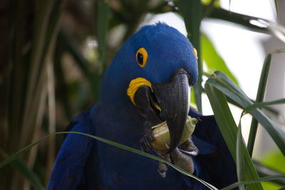 Closeup portrait of blue hyacinth macaw anodorhynchus hyacinthinus eating fruit  pantanal, brazil.